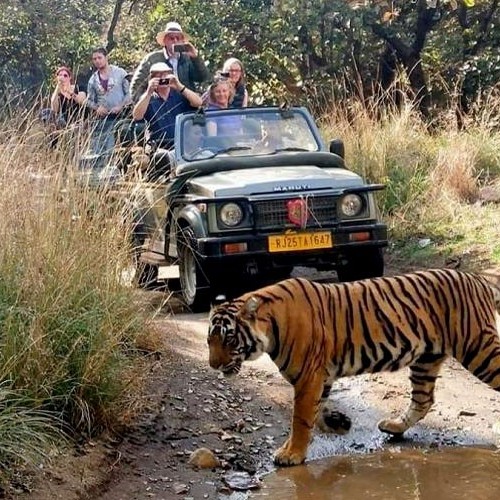 Wildlife Tours, Bird Watching, Photo Safari & Jungle Safari